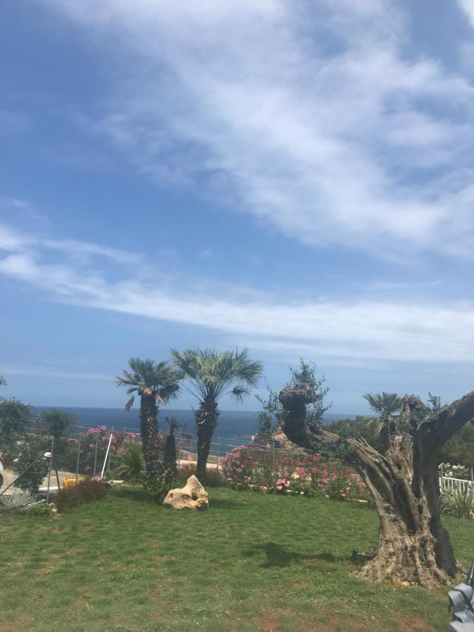 Cocciu D'Amuri تيراسيني المظهر الخارجي الصورة